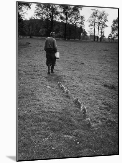 German Ethologist Dr. Konrad Z. Lorenz Studying Unlearned Habits of Goslings at Woodland Institute-null-Mounted Photographic Print