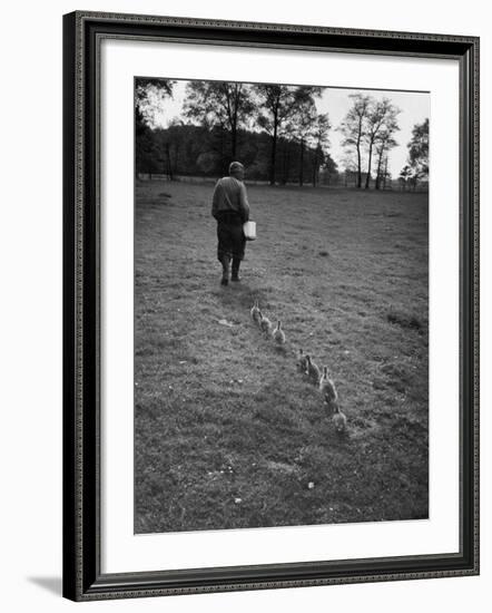 German Ethologist Dr. Konrad Z. Lorenz Studying Unlearned Habits of Goslings at Woodland Institute-null-Framed Photographic Print