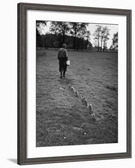 German Ethologist Dr. Konrad Z. Lorenz Studying Unlearned Habits of Goslings at Woodland Institute-null-Framed Photographic Print