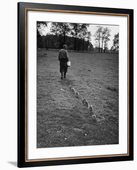 German Ethologist Dr. Konrad Z. Lorenz Studying Unlearned Habits of Goslings at Woodland Institute-null-Framed Photographic Print