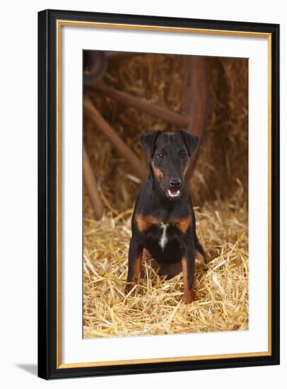 German Hunting Terrier, Young Bitch, Age 9 Months, Sitting In Straw-Petra Wegner-Framed Photographic Print