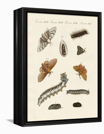 German Moths-null-Framed Premier Image Canvas