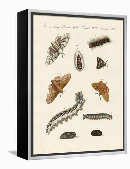 German Moths-null-Framed Premier Image Canvas