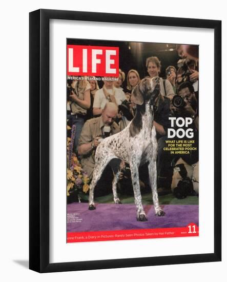 German Pointer, Carlee, Won Best in Show, 129th Westminster Kennel Club Dog Show, March 11, 2005-Andrew Hetherington-Framed Photographic Print