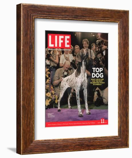 German Pointer, Carlee, Won Best in Show, 129th Westminster Kennel Club Dog Show, March 11, 2005-Andrew Hetherington-Framed Photographic Print