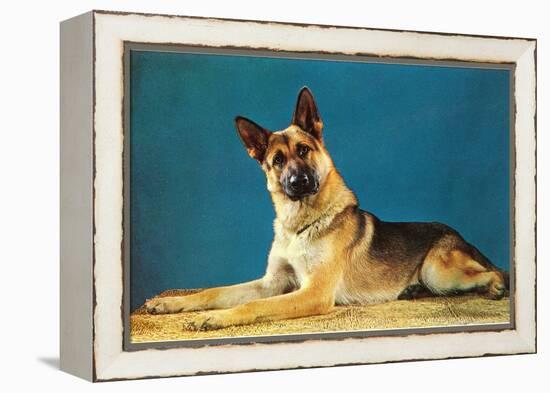 German Shepard, Retro-null-Framed Stretched Canvas