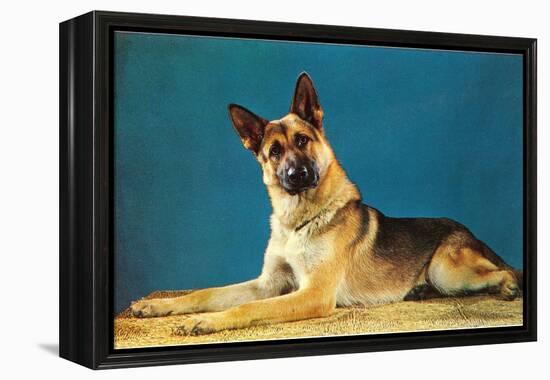 German Shepard, Retro-null-Framed Stretched Canvas