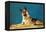 German Shepard, Retro-null-Framed Stretched Canvas