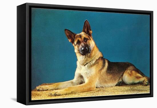 German Shepard, Retro-null-Framed Stretched Canvas