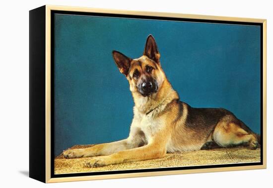 German Shepard, Retro-null-Framed Stretched Canvas