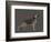 German Sheperd Hero-Dominique Vari-Framed Premium Giclee Print