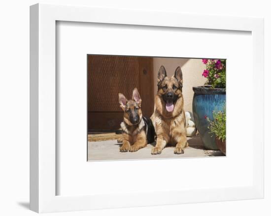 German Shepherd adult and puppy-Zandria Muench Beraldo-Framed Photographic Print