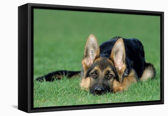 German Shepherd, Alsatian Dog Puppy Lying on Grass-null-Framed Premier Image Canvas