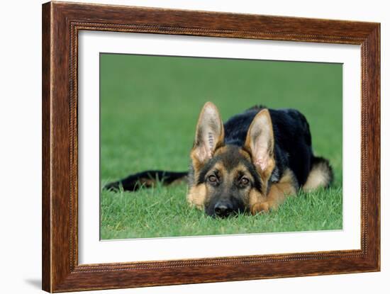 German Shepherd, Alsatian Dog Puppy Lying on Grass-null-Framed Photographic Print