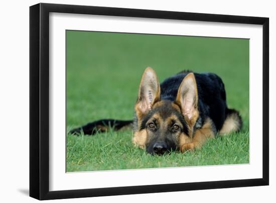 German Shepherd, Alsatian Dog Puppy Lying on Grass-null-Framed Photographic Print