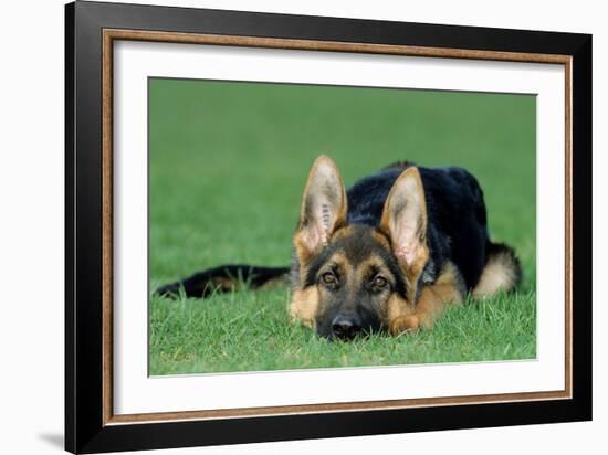 German Shepherd, Alsatian Dog Puppy Lying on Grass-null-Framed Photographic Print