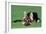 German Shepherd, Alsatian Dog Puppy Lying on Grass-null-Framed Photographic Print