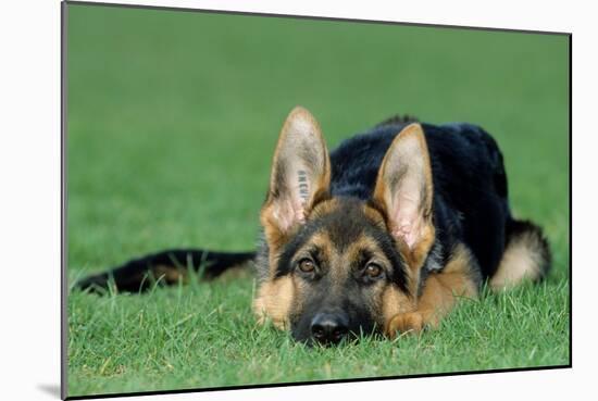 German Shepherd, Alsatian Dog Puppy Lying on Grass-null-Mounted Photographic Print