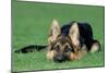 German Shepherd, Alsatian Dog Puppy Lying on Grass-null-Mounted Photographic Print