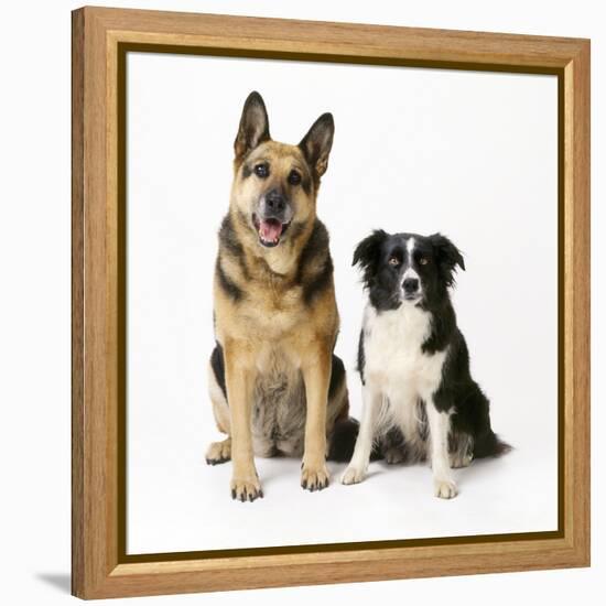 German Shepherd, Alsatian Dog with Border Collie-null-Framed Premier Image Canvas