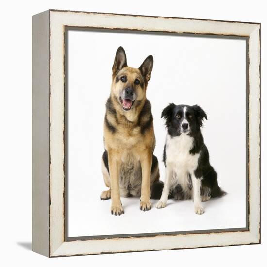 German Shepherd, Alsatian Dog with Border Collie-null-Framed Premier Image Canvas