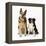 German Shepherd, Alsatian Dog with Border Collie-null-Framed Premier Image Canvas