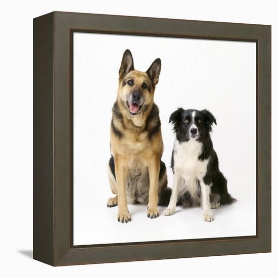 German Shepherd, Alsatian Dog with Border Collie-null-Framed Premier Image Canvas