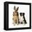 German Shepherd, Alsatian Dog with Border Collie-null-Framed Premier Image Canvas