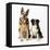 German Shepherd, Alsatian Dog with Border Collie-null-Framed Premier Image Canvas