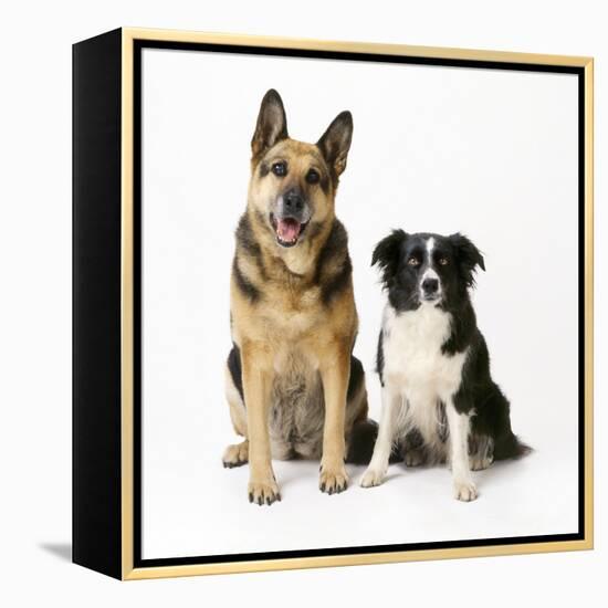 German Shepherd, Alsatian Dog with Border Collie-null-Framed Premier Image Canvas