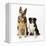 German Shepherd, Alsatian Dog with Border Collie-null-Framed Premier Image Canvas