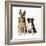 German Shepherd, Alsatian Dog with Border Collie-null-Framed Photographic Print