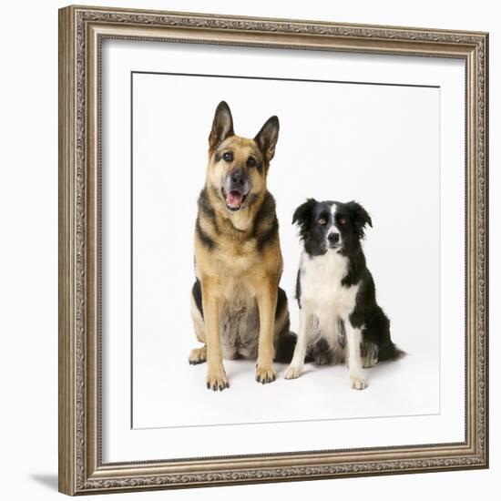 German Shepherd, Alsatian Dog with Border Collie-null-Framed Photographic Print