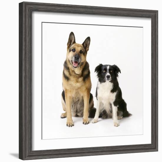 German Shepherd, Alsatian Dog with Border Collie-null-Framed Photographic Print