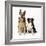 German Shepherd, Alsatian Dog with Border Collie-null-Framed Photographic Print