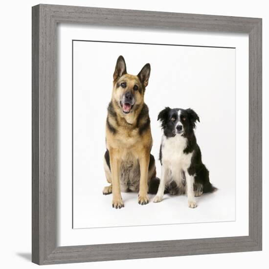 German Shepherd, Alsatian Dog with Border Collie-null-Framed Photographic Print