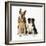 German Shepherd, Alsatian Dog with Border Collie-null-Framed Photographic Print