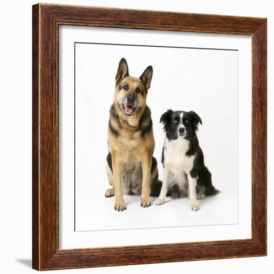 German Shepherd, Alsatian Dog with Border Collie-null-Framed Photographic Print