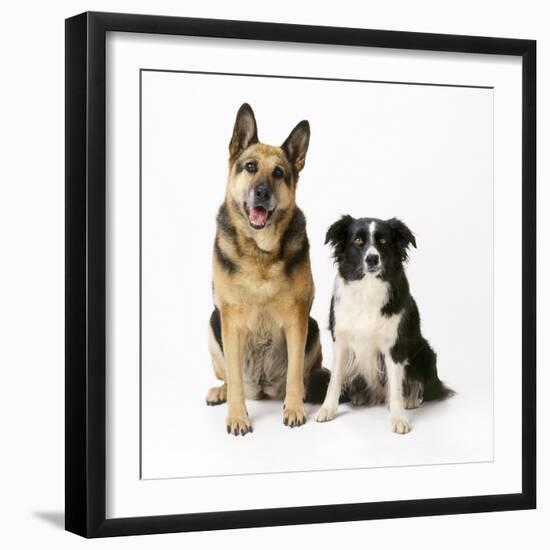 German Shepherd, Alsatian Dog with Border Collie-null-Framed Photographic Print