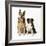 German Shepherd, Alsatian Dog with Border Collie-null-Framed Photographic Print