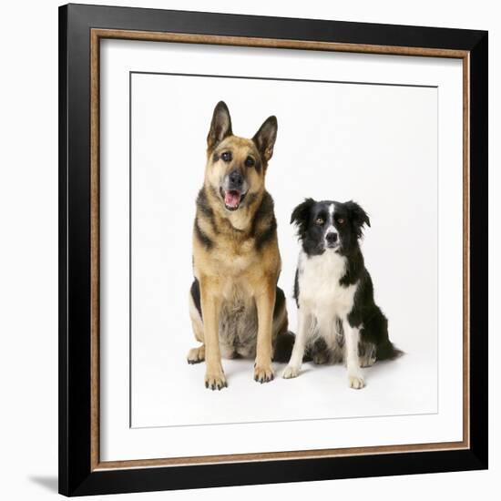 German Shepherd, Alsatian Dog with Border Collie-null-Framed Photographic Print