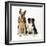 German Shepherd, Alsatian Dog with Border Collie-null-Framed Photographic Print