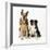 German Shepherd, Alsatian Dog with Border Collie-null-Framed Photographic Print