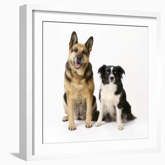 German Shepherd, Alsatian Dog with Border Collie-null-Framed Photographic Print