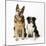 German Shepherd, Alsatian Dog with Border Collie-null-Mounted Photographic Print