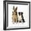 German Shepherd, Alsatian Dog with Border Collie-null-Framed Photographic Print