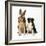 German Shepherd, Alsatian Dog with Border Collie-null-Framed Photographic Print