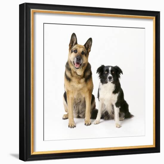 German Shepherd, Alsatian Dog with Border Collie-null-Framed Photographic Print