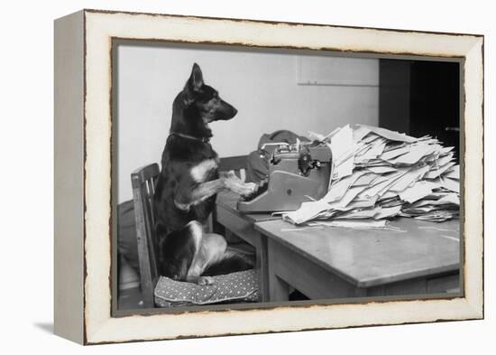 German Shepherd at a Typewriter-null-Framed Premier Image Canvas