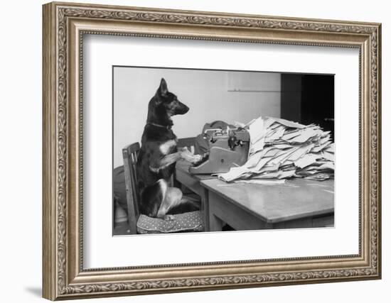 German Shepherd at a Typewriter-null-Framed Photographic Print